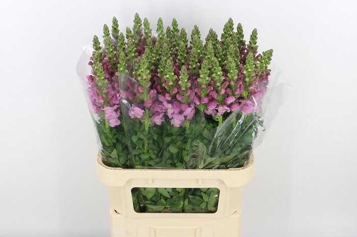 <h4>Antir Antibes Lavendel</h4>
