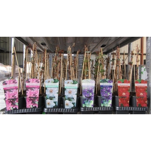 Clem Mixk 1 Kleur Per Tray