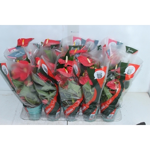 ANTHURIUM ESUDO P12