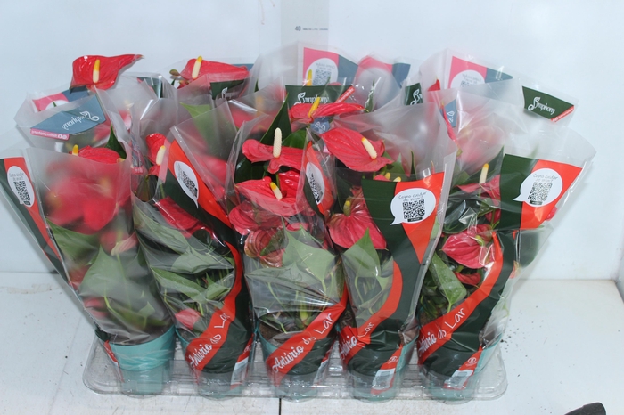 <h4>ANTHURIUM ESUDO P12</h4>