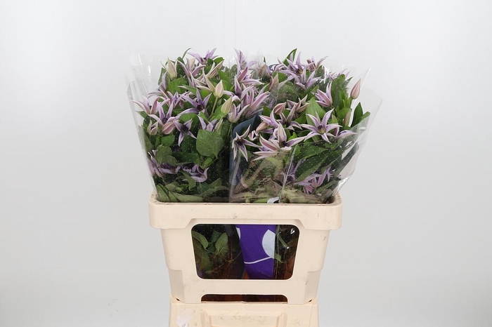 <h4>Clem Amazing Miami</h4>