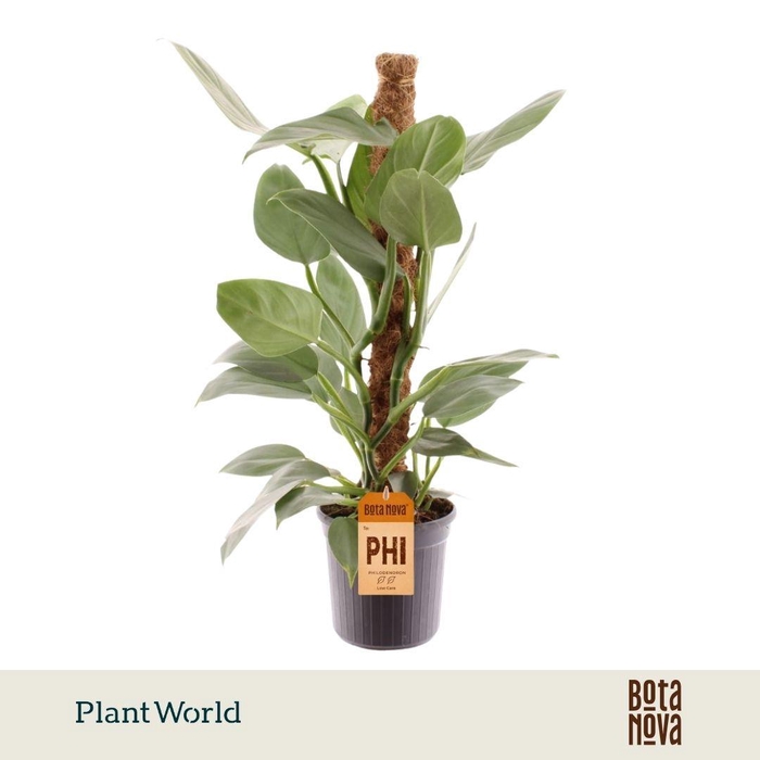 <h4>Philodendron Silver Sword Mosstok</h4>