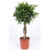 Ficus