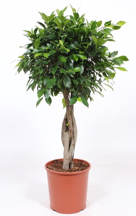 Ficus