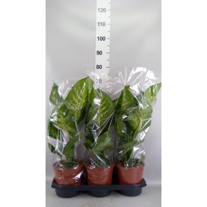 Dieffenbachia seg. 'Tropic Snow'