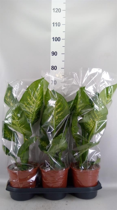<h4>Dieffenbachia seg. 'Tropic Snow'</h4>