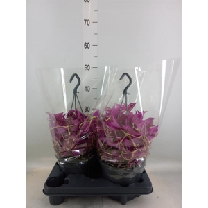 Tradescantia zebr. 'Pink Paradise'