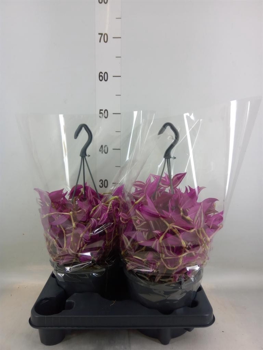 <h4>Tradescantia zebr. 'Pink Paradise'</h4>