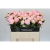 Paeonia Florence Nicholls