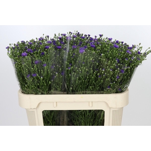 Aster Casamare