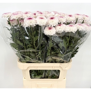 Chrys Gp Captiva Pink