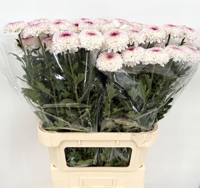 <h4>Chrys Gp Captiva Pink</h4>