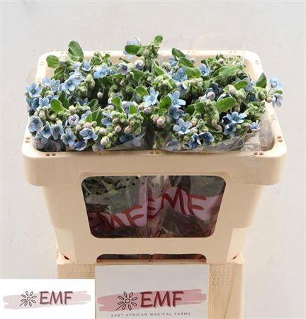 <h4>Oxy Co Tan Pure Blu</h4>