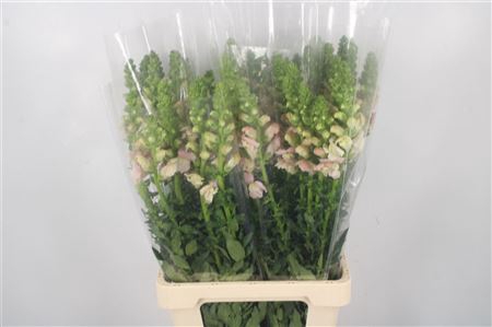 <h4>Antirrhinum It. Pink</h4>