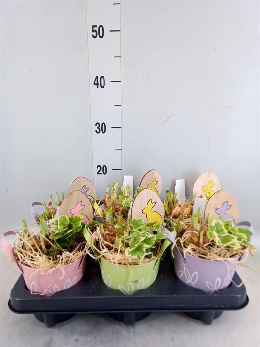 <h4>Arr. Narcissus</h4>