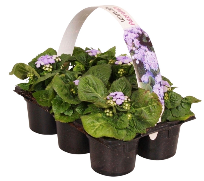 <h4>Ageratum houstonianum blauw 6p</h4>