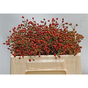Rosa Fair Jewel 30cm