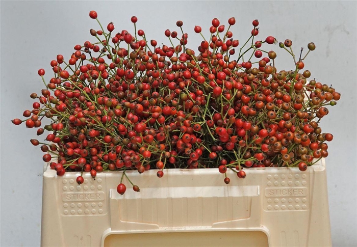 <h4>Rosa Fair Jewel 30cm</h4>