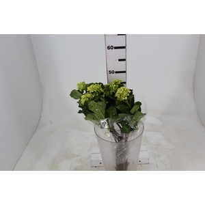 HORTENSIA BROTO VERDE