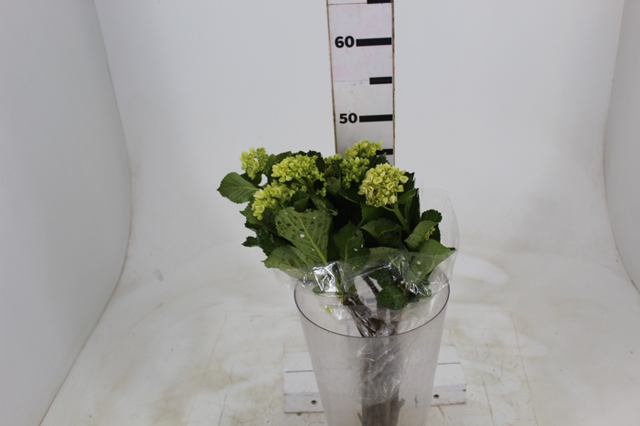 <h4>HORTENSIA BROTO VERDE</h4>