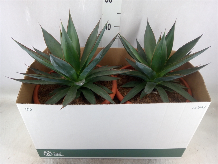 <h4>Agave  'Shaka Koko'</h4>