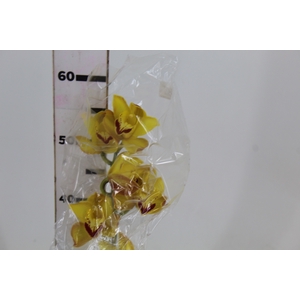 CYMBIDIUM HT MIN 5 FLS AMARELO