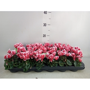 Cyclamen KL 'Smartiz Fantasia'