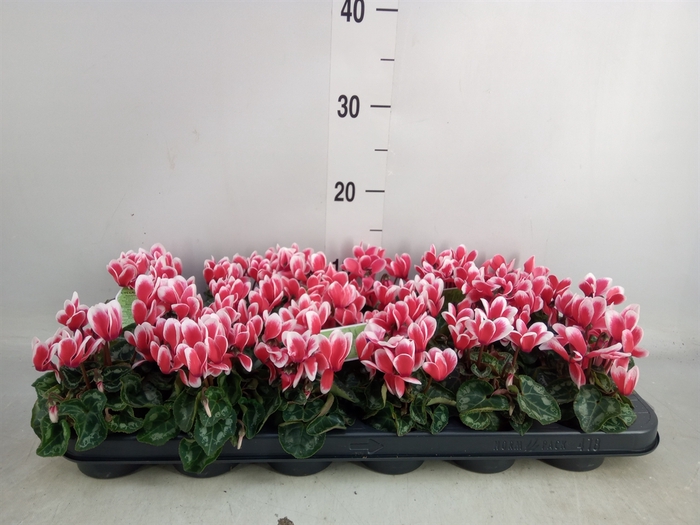 <h4>Cyclamen KL 'Smartiz Fantasia'</h4>