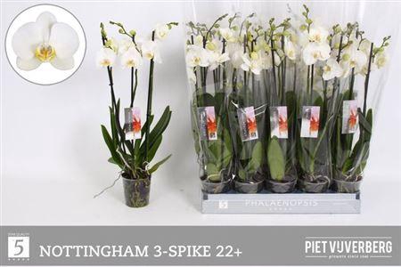 <h4>Phal An Nottingham 3 Tak</h4>