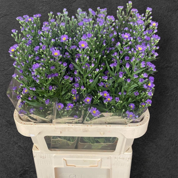 <h4>Aster Laura</h4>