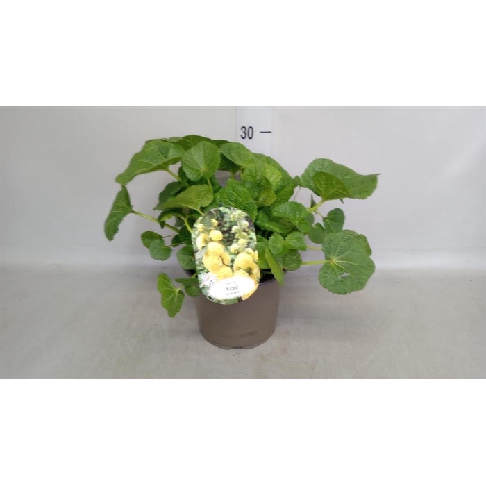 <h4>Alcea rosea</h4>