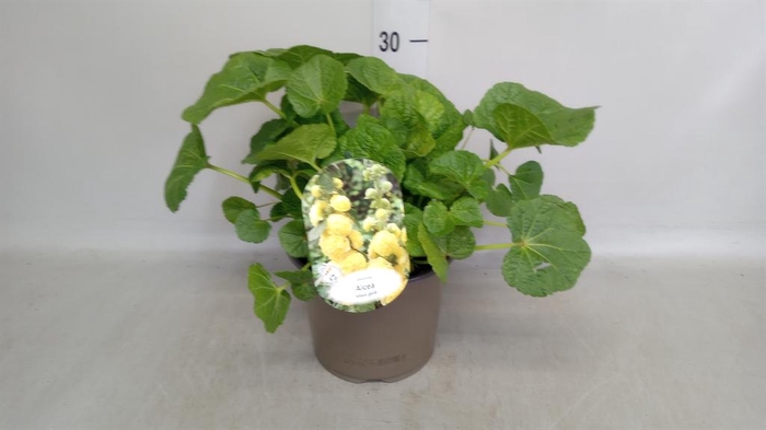 <h4>Alcea rosea</h4>