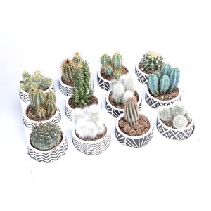 Cactus Gemengd Keramiek Decopot