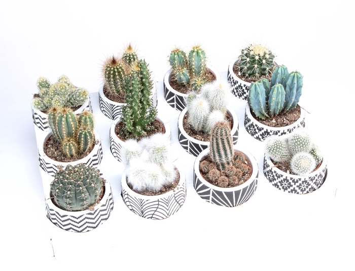 <h4>Cactus Gemengd Keramiek Decopot</h4>