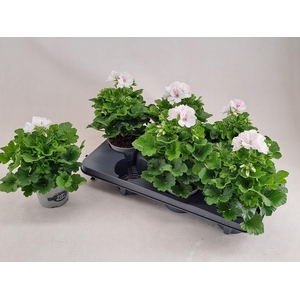 PEL GR MONA LISA WIT