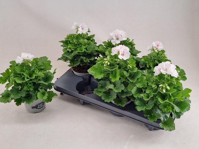 <h4>PEL GR MONA LISA WIT</h4>