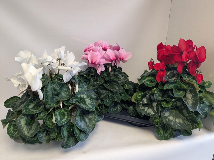 <h4>CYCL GR HALIOS</h4>