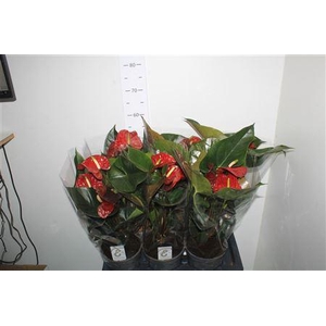 Anthu Fl Tranquillo 3-4+ P17