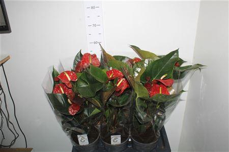 <h4>Anthu Fl Tranquillo 3-4+ P17</h4>