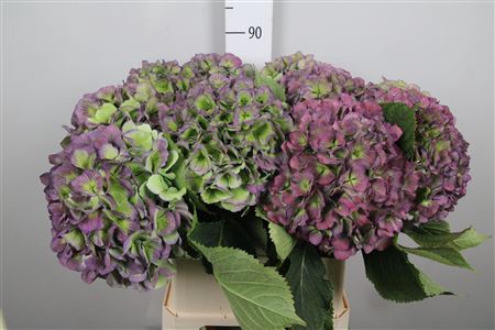 <h4>Hydr Cl M Vere Bl</h4>