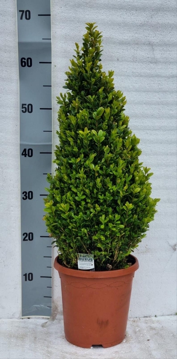 <h4>BUXU SEMPERVIRENS</h4>