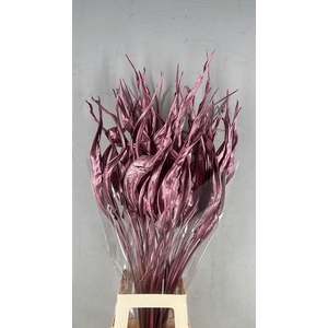 DF Strelitzia Leaf Antiq. Pink
