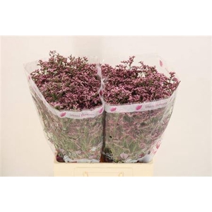 Lim Piuma Pink Touch