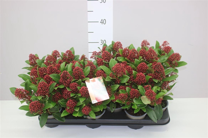 <h4>Skimmia Jap. Rubella 7+</h4>
