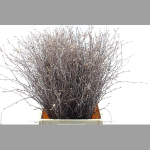 Betula