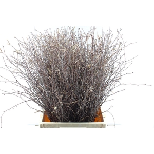 Betula