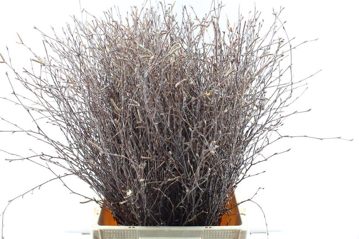 <h4>Betula</h4>
