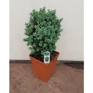 Buxus sempervirens 'Blauer Heinz' 30-35cm struik