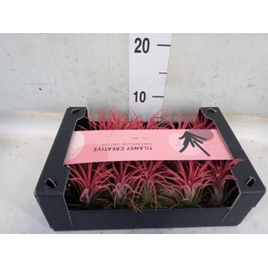 Tillandsia ionantha