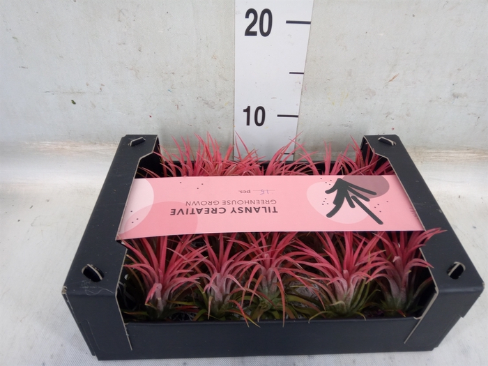 <h4>Tillandsia ionantha</h4>